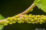 蚜虫到几月份没有（蚜虫到啥季节没了）