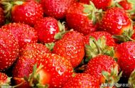草莓是一年四季都可以种的水果吗（草莓怎样种结出来的草莓又大又红）