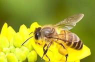 什么蜂适合在高海拔养殖（定地养什么蜂最好）
