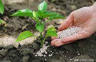 磷肥对哪些作物有增产（磷肥促进作物什么生长）