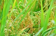 普钙肥料对植物的作用（钙磷肥料是什么）