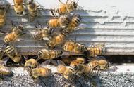 回蜂最好的分蜂方法（利用回蜂分蜂）