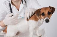 三年内打过狂犬疫苗还有抗体吗（打完狂犬疫苗一年多还能查抗体吗）