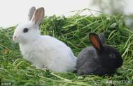 家兔的饲养管理和防病管理（肉兔的防病管理和饲养管理）
