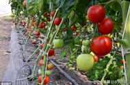 西红柿最晚露天种植几月份种植（露天西红柿种植时间在几月）