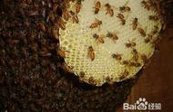 野蜂巢的作用和用途（野生蜂巢的药用功效）