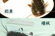 鲶鱼和塘鲺的区别图片（塘角鱼一亩养殖利润）
