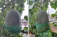 冬瓜籽的种植方法视频（冬瓜籽怎样快速催芽视频）