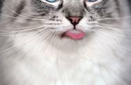 哪种猫舌头是蓝色的（猫的舌头是什么样的）