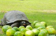 苏卡达象龟孵化过程（苏卡达象龟饲养方法）