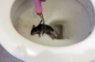 卫生间下水道有老鼠咬水管怎么办（卫生间下水道进老鼠怎么处理）