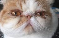 加菲猫和橘猫哪个更容易流眼泪（橘猫跟加菲猫哪种猫容易有泪痕）