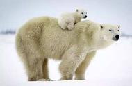 把一只北极熊运到南极会发生什么?（如果把北极熊放到南极）