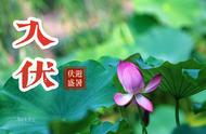 三伏天必备十道菜（三伏天最好的一道菜）