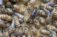 蜂子在低温多少度存活（冬天蜂子窝里有蜂子吗）