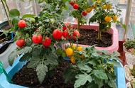 矮生小番茄几月份种植（矮生小番茄的种子适合几月份种植）