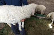养羊小户设计（养羊设计图散养）