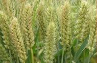 早熟高产的小麦品种有哪些（早熟的小麦品种有哪些）