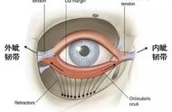 眼皮怎么恢复正常（怎么判断眼皮能不能修复）