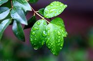 天街小雨润如酥草色遥看无（天街小雨润如酥春风又绿江南岸）