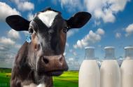 奶牛为什么常年产奶（奶牛为何一年四季能产奶）