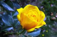 黄玫瑰的花语其实有四种（黄玫瑰的花语有四种）