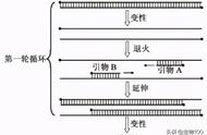 pcr技术所需的引物是什么（pcr之前为什么需要引物）