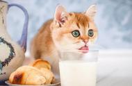 猫可以每天喝纯牛奶吗（猫可以喝普通纯牛奶吗）