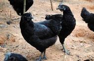 五黑鸡和绿壳蛋鸡有什么区别（黑羽绿壳蛋鸡和五黑一绿区别）