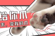 猫抓肉垫的正确方法（猫抓肉垫的正确方法图解）