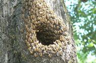 怎么找蜂巢最好方法（找野蜂巢最佳方法）