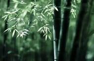 竹子算不算树（竹子属于哪类型植物）
