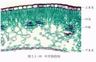 被子植物具有真正的什么和什么（被子植物包括哪些植物）