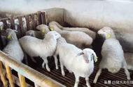 30斤的波尔山羊要养多久可以出栏（波尔山羊几个月出栏最好）