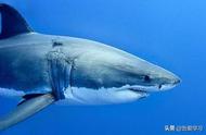 海洋十大危险鲨鱼排名（海洋里最恐怖的三大鲨鱼）