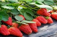 草莓生长的六个周期分别多久（草莓生长周期一览表）