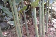 洋荷盆栽种植技术（洋荷几月份种最好）