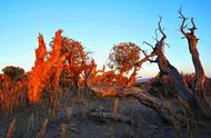 胡杨树为什么可以在沙漠中生存（胡杨树为什么每年的长度不一样）