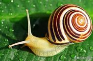 蜗牛为什么是害虫（蜗牛为什么是害虫呢简短）