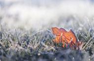 春雨更比霜花冷全诗（傲雪凌霜待春来全诗）