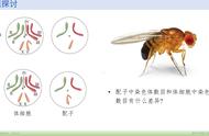 马蛔虫受精卵手绘图（蛔虫卵手绘图）