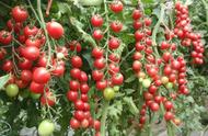 樱桃番茄种植技术和用量（樱桃番茄高密度栽培技术）