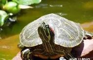 红耳龟最多可以活多长（红耳龟能长大需要几年）