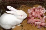 只有一只母兔子可以生宝宝吗