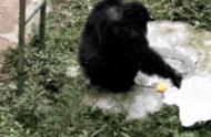 黑猩猩可以给饲养员洗衣服吗（猩猩给饲养员洗衣）