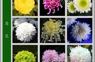 盆栽花卉图片大全集（适合家里养的32种花）