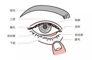 眼睛结膜结构图（眼睛结膜与角膜位置图）