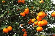 柑橘树是怎样培栽（成年柑橘树如何移栽最好）
