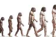 现代人类起源于什么猿类（人类祖先是猿类的依据）