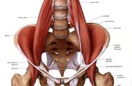 髂腰肌的训练和激活（髂腰肌锻炼十大方法）
